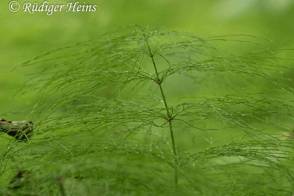 Equisetum sylvaticum (Wald-Schachtelhalm), 26.6.2022