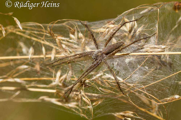 Pisaura mirabilis (Listspinne ), 5.8.2020