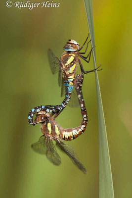Aeshna mixta, Herbst-Mosaikjungfer, Paarung