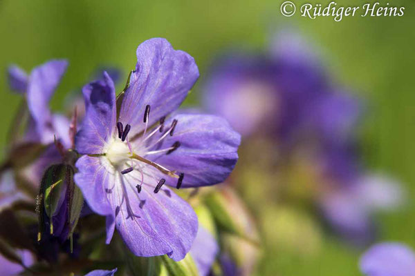 Geranium pratense (Wiesen-Storchschnabel), 16.6.2021