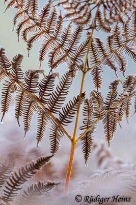 Pteridium aquilinum (Adlerfarn), 7.10.2019