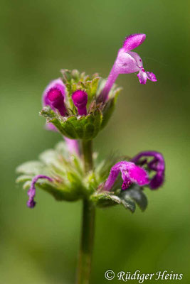 Lamium amplexicaule (Stängelumfassende Taubnessel), 8.5.2020