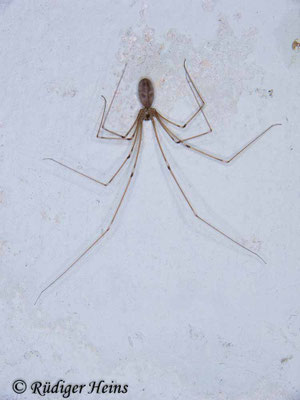 Pholcus phalangioides (Große Zitterspinne)