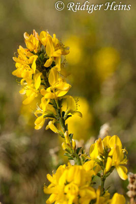 Genista anglica (Englischer Ginster)