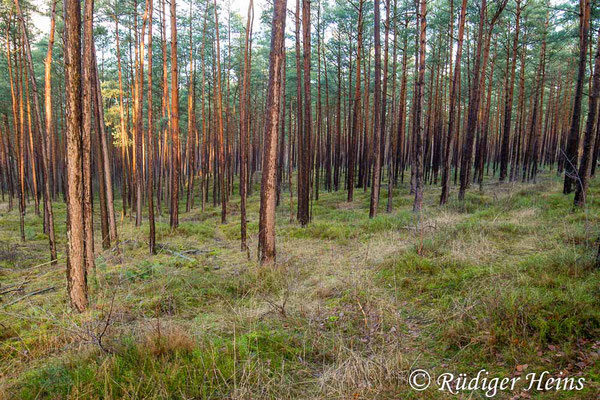 Kiefernwald als Überwinterungshabitat. Die Winterlibellen sitzen an den niedrigen Sträuchern im Vordergrund, 2.1.2025 - Weitwinkelzoom 16-35mm f/4