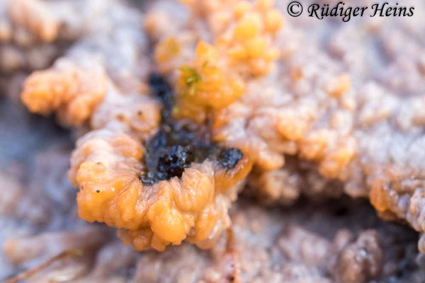 Phlebia radiata (Orangeroter Kammpilz), 17.11.2024
