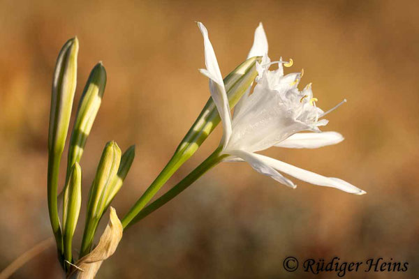 Pancratium maritimum (Dünen-Trichternarzisse oder Strandlilie)