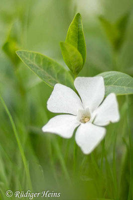 Vinca minor (Kleines Immergrün), 24.4.2022