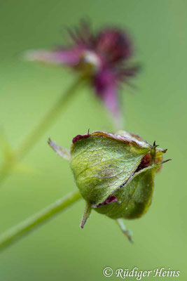 Comarum palustre (Sumpf-Blutauge)