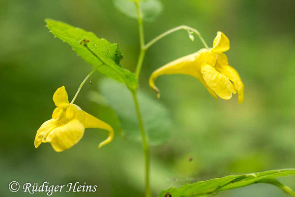 Impatiens noli-tangere (Großes Springkraut), 28.7.2019