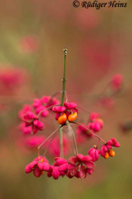 Euonymus europaeus (Europäisches Pfaffenhütchen)