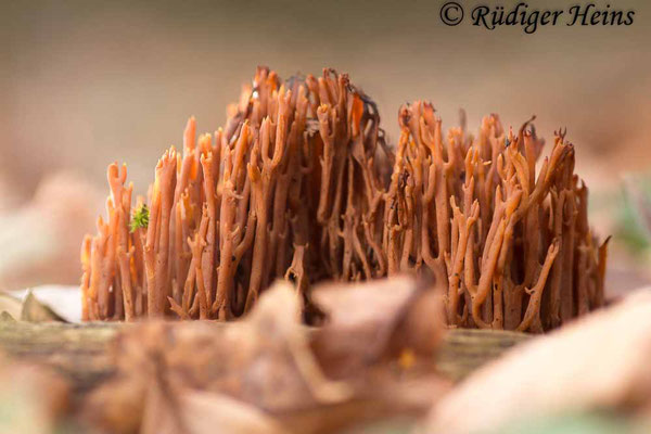 Ramaria sp. (Korallenpilz), 12.1.2020