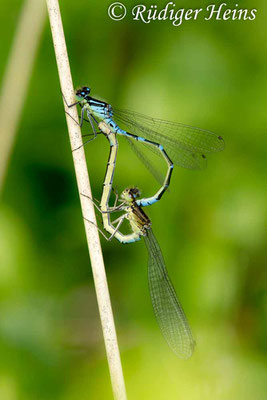 Coenagrion lunulatum (Mond-Azurjungfer) Paarungsrad, 18.5.2017