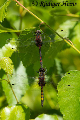Leucorrhinia pectoralis (Große Moosjungfer) Weibchen Fehlpaarung mit Männchen Leucorrhinia dubia, 6.6.2018 