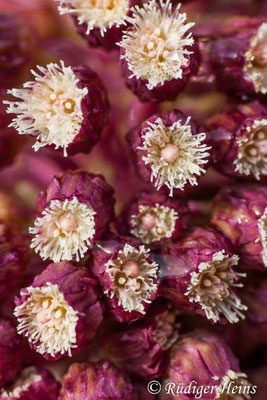 Petasites hybridus (Gewöhnliche Pestwurz)