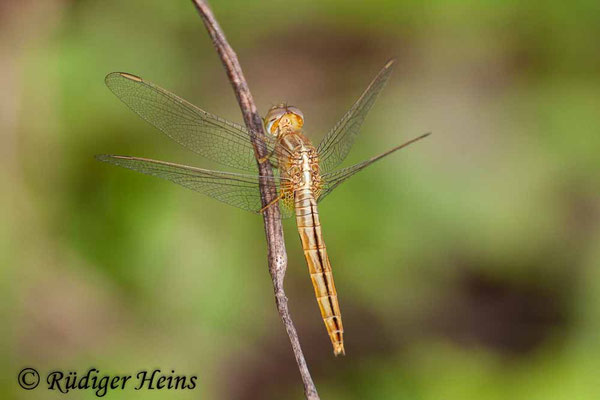 Crocothemis servilia Weibchen