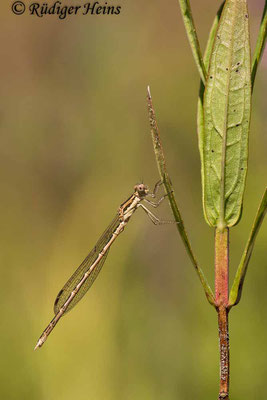 Sympecma fusca (Gemeine Winterlibelle) Männchen, 26.7.2021