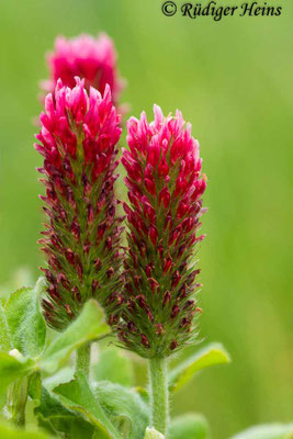 Trifolium incarnatum (Inkarnat-Klee)