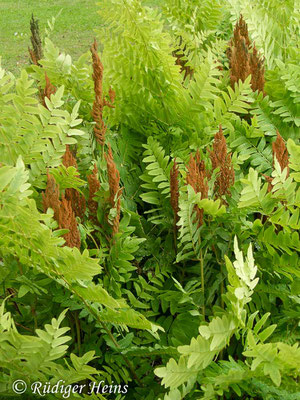 Osmunda regalis (Königsfarn), 11.6.2005