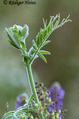 Vicia cracca (Vogel-Wicke)