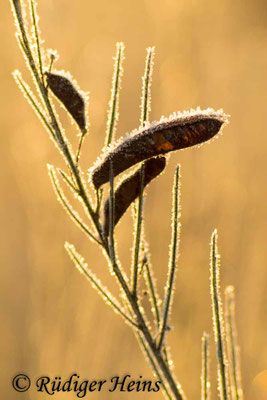 Cytisus scoparius (Besenginster)