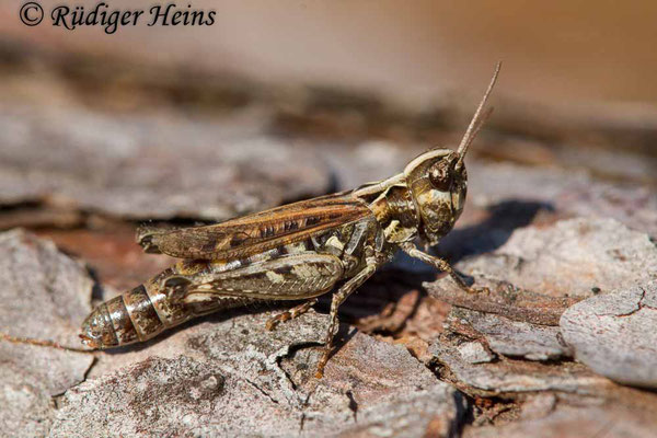 Myrmeleotettix maculatus (Gefleckte Keulenschrecke) Weibchen, 14.9.2020