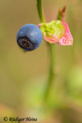 Vaccinium myrtillus (Heidelbeere), 19.11.2022