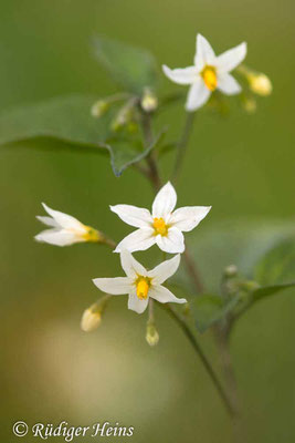 Solanum nigrum (Schwarzer Nachtschatten), 8.11.2022