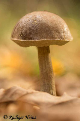 Leccinum scabrum (Birkenpilz), 7.11.2022