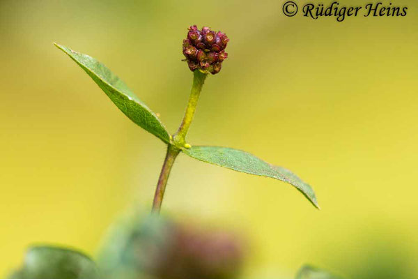 Lonicera periclymenum (Waldgeißblatt), 18.7.2022