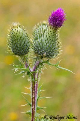 Cirsium vulgare (Gewöhnliche Kratzdistel), 14.7.2013