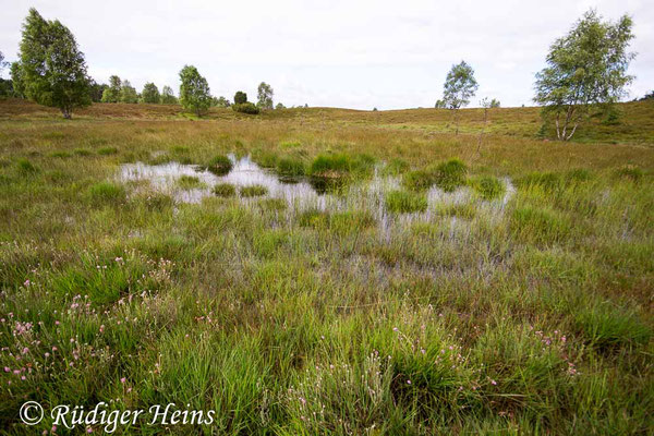 Sympetrum danae (Schwarze Heidelibelle) Habitat in Niedersachsen, 13.7.2017