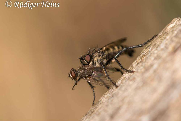 Lasiopogon cinctus (Gemeiner Grauwicht) Männchen, 25.4.2022