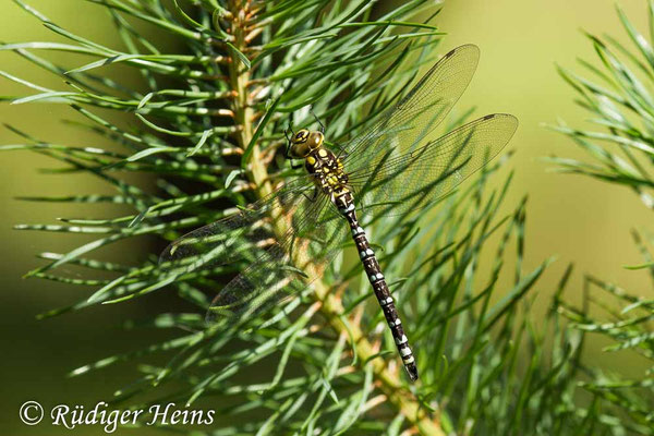 Aeshna cyanea, Blaugrüne Mosaikjungfer, Männchen
