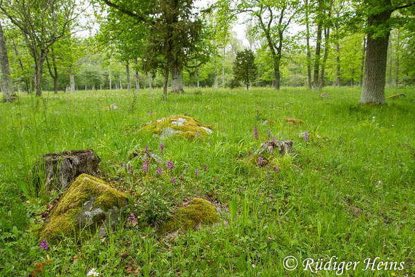 Orchis mascula (Männliches Knabenkraut) Habitat, 4.6.2014