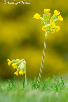 Primula veris (Echte Schlüsselblume), 27.4.2014