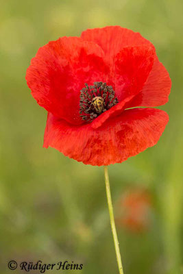 Papaver rhoeas (Klatschmohn), 5.5.2019