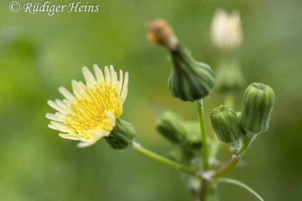 Sonchus oleraceus (Kohl-Gänsedistel), 25.8.2025