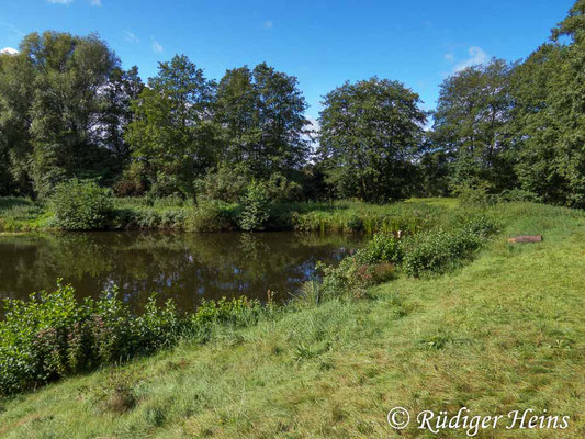 Aeshna grandis (Braune Mosaikjungfer) Habitat, 7.9.2017