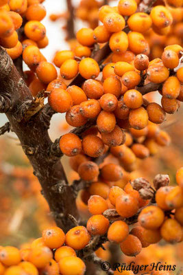 Hippophae rhamnoides (Sanddorn), 10.11.2018