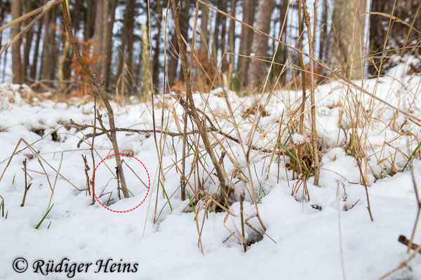 Gemeine Winterlibelle (Weibchen bodennah an Totholz), 11.12.2023 - Weitwinkelzoom 16-35mm f/4