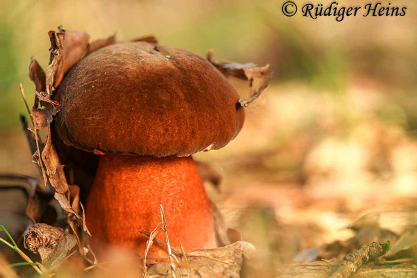 Neoboletus erythropus (Flockenstieliger Hexen-Röhrling), 17.8.2017 (Stack aus fünf Aufnahmen)