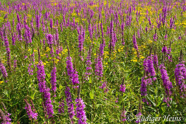 Lythrum salicaria (Gewöhnlicher Blutweiderich), 18.7.2021