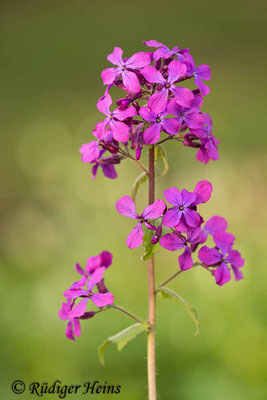 Lunaria annua (Einjähriges Silberblatt), 21.4.2020