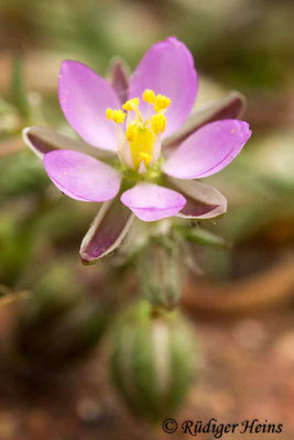 Spergularia rubra (Rote Schuppenmiere), 13.6.2015