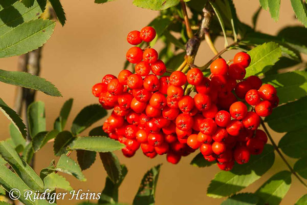Sorbus aucuparia (Vogelbeere oder Eberesche)