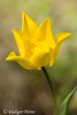 Tulipa sylvestris (Wilde Tulpe), 21.4.2024