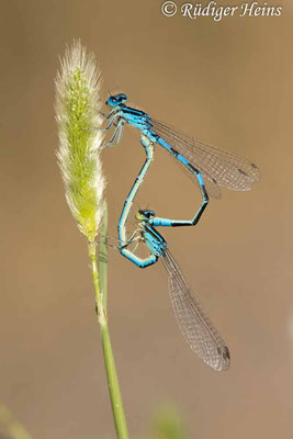 Coenagrion scitulum (Gabel-Azurjungfer) Paarung, 21.5.2024
