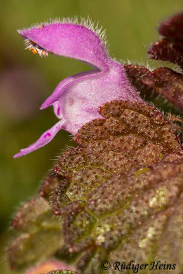 Lamium purpureum (Purpurrote Taubnessel), 22.3.2021