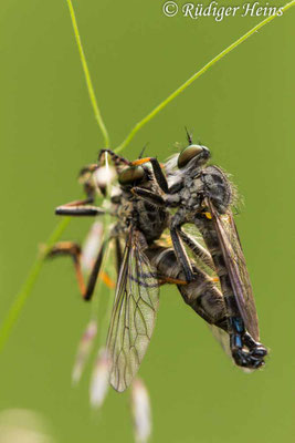 Neoitamus cyanurus (Gemeiner Strauchdieb) Paarung